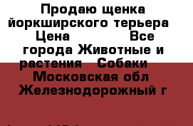 Продаю щенка йоркширского терьера  › Цена ­ 20 000 - Все города Животные и растения » Собаки   . Московская обл.,Железнодорожный г.